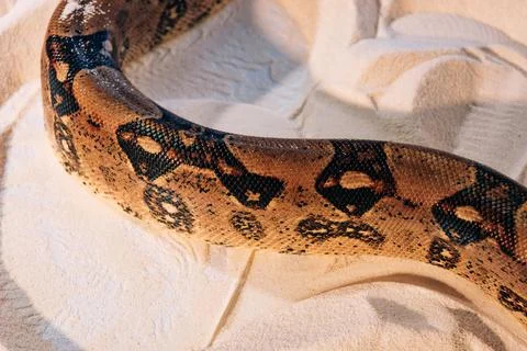 Close view pattern python snakeskin Stock Photos