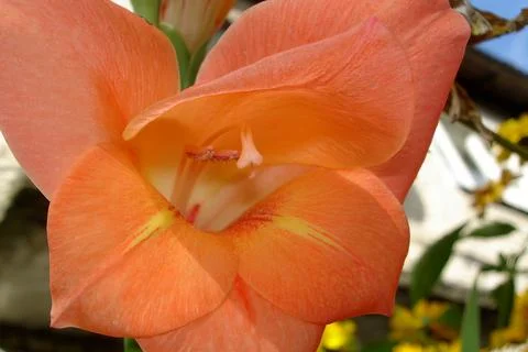 Close-Up View of Peach-Colored Gladiolus Flower, visible against blurred ba.. Stock Photos