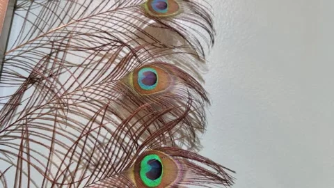 Close-up view of the peacock feathers 動画素材 241805991