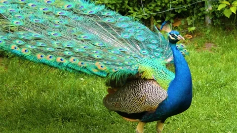 Close up view of peacock Stock Footage 139356632