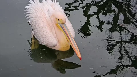 Close view of a pelican floating Stock Footage 267560986