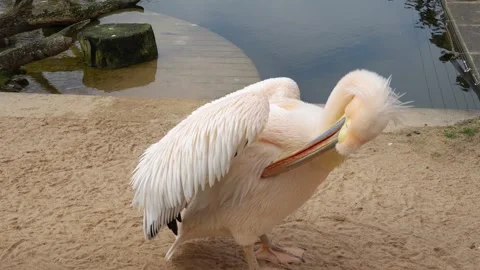 Close view of a pelican Stock Footage 267592662