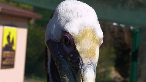 Close view of pelican Stock Footage 274529470