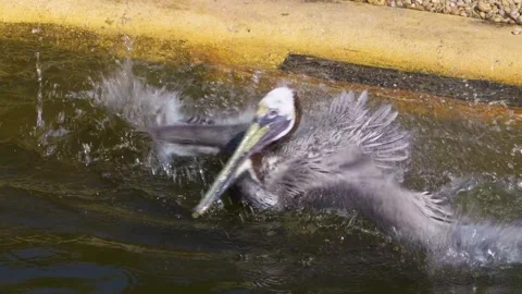 Close view of pelican Stock Footage 274529507