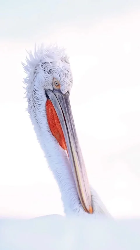 Close up view of a pelican Stock Footage 326328709