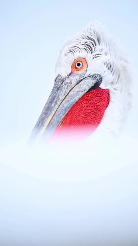 Close up view of a pelican Stock Footage 326328895