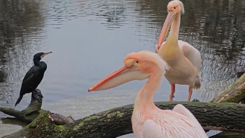 Close view of pelicans and a cormorant  Stock Footage 295991353