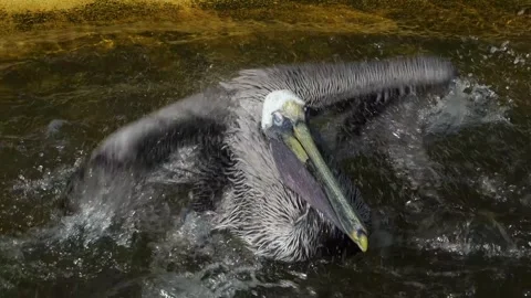 Close view of pelicans eating Stock Footage 271201357