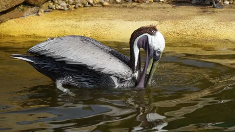 Close view of pelicans eating Stock Footage 271206974