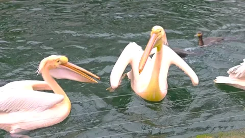 Close view of pelicans eating Stock Footage 295991437