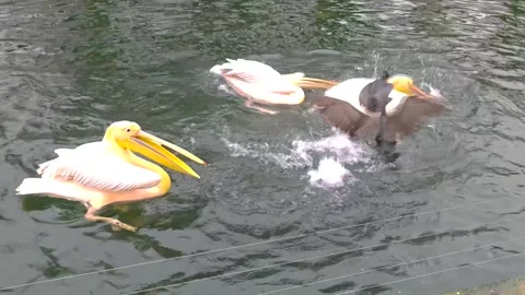 Close view of pelicans eating Stock Footage 295991556