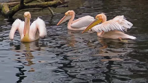 Close view of pelicans Stock Footage 295991517
