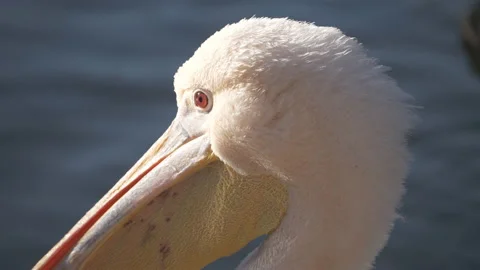 A close-up view of a pelican's head. Stock Footage 132744328