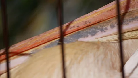 Close-up view of a pelican's head showcasing intricate feather details, vibrant Stock Footage 317555199