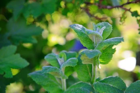 Close up view of a peppermint plant. Stock Photos