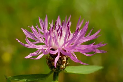 Close up view of a perfect nature Stock Photos