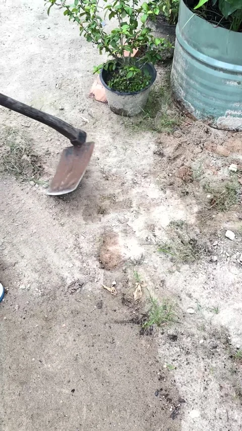Close Up View of a Person Digging and Farming Soil with a Traditional Hoe Stock Footage 345953537