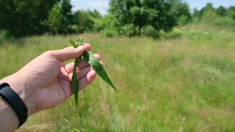 Close up view of person hand demonstrate willowherb in meadow Stock Footage 158791618