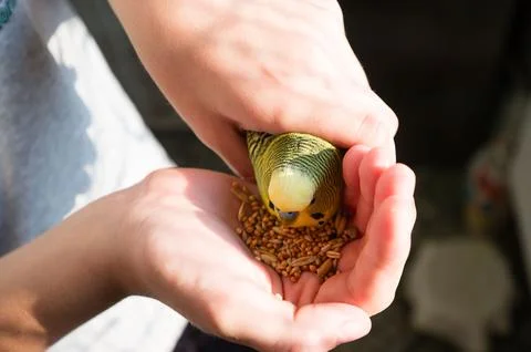 Close-up view of a person's hands gently holding a small, colorful parrot. Th 写真素材