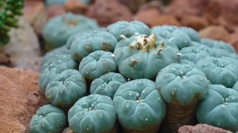  Close up view of a peyote cactus  Stock Footage 241008052