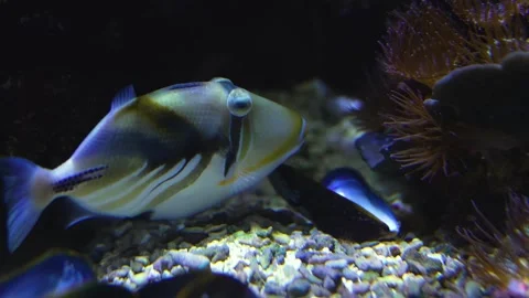 Close up view of a picasso fish Stock Footage 261392861