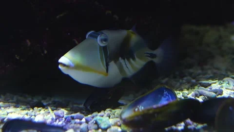  Close view of a picasso fish Stock Footage 261423725