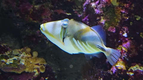 Close view of a picasso fish Stock Footage 267661812