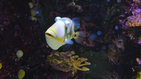 Close up view of a picasso fish Stock Footage 275479929