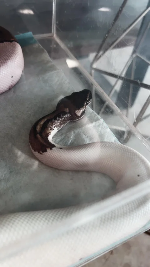 Close Up View Of Pied Ball Python Morph White And Brown Pattern 스톡 동영상 346525597