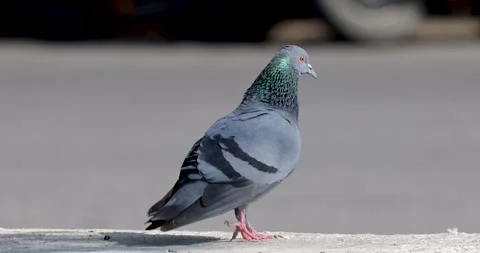 Close up view of pigeon walking restlessly on the road Stock Footage 245466602