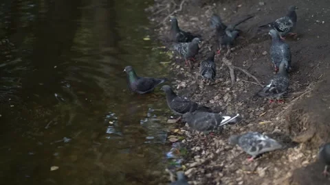 Close-up view of pigeons standing in water and on the rocky shore Video stock 342191703