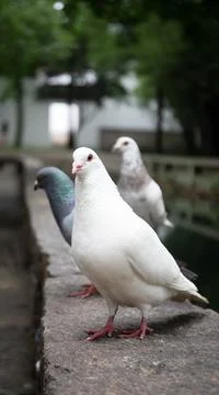 Close Up View Of Pigeons Taking Rest On The Stone Fence Stock Photos