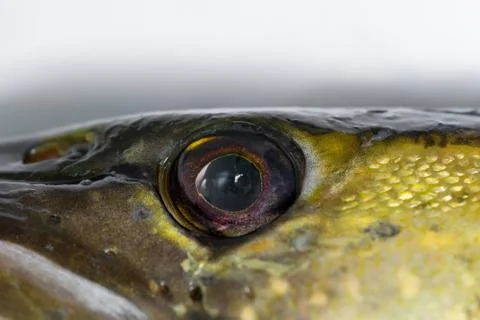 Close up view of pike fish eye Stock Photos