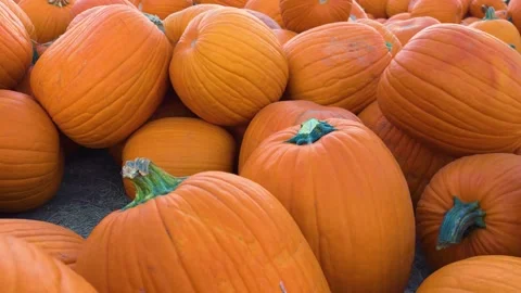 Close up view of a pile of bright orange pumpkins at a pumpkin patch, showing Stock-Footage 347991971
