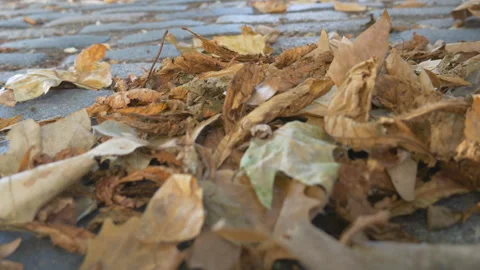 A close up view of a pile of dried leaves against a curb. Stock Footage 287503923