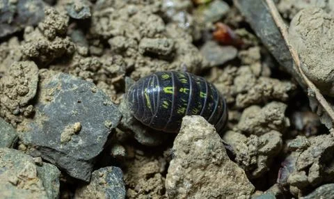 Close-up view of a pill bug on rocky soil during a sunny afternoon in a nat.. Foto stock