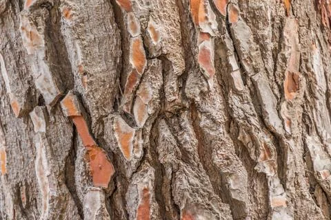 Close up view pine bark. Backgrounds concept Stock Photos