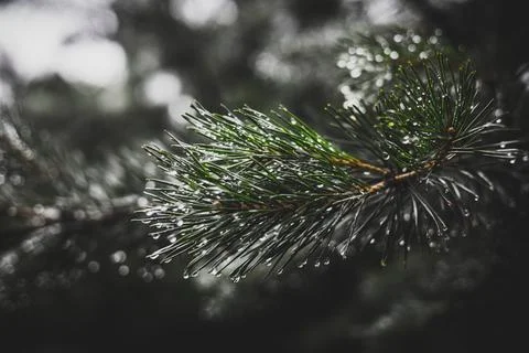 Close-up view of a pine branch adorned with glistening raindrops after a Stock Photos