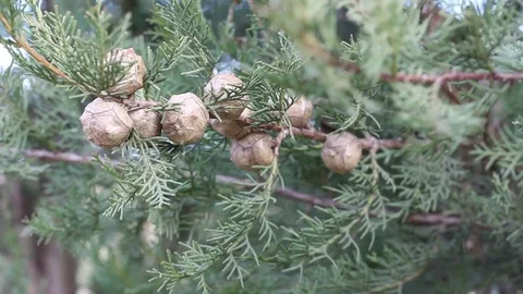 Close up view of pine branch with cones in a windy and cloudy winter day. Stock Footage 75066944