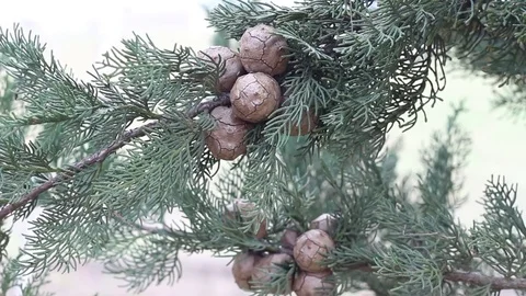 Close up view of pine branch with cones in a windy and cloudy winter day. Stock Footage 75066963