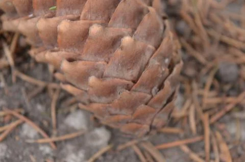 Close-up view of a pine cone resting on forest floor surrounded by pine needles Stock Photos