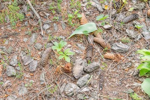 Close-up view of pine cones and a forest floor, rich in natural elements like Stock Photos