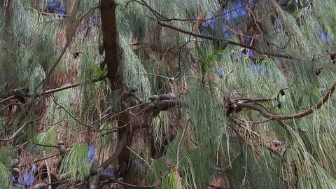 Close up view of pine cones with pine needles Stock Footage 119962642