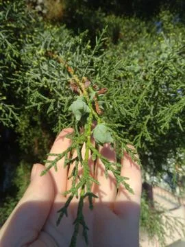 A close-up view of the pine held by a person Stock Photos