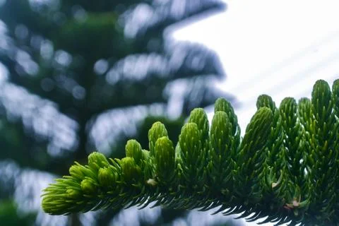 Close up view of the pine leaf. Stock Photos