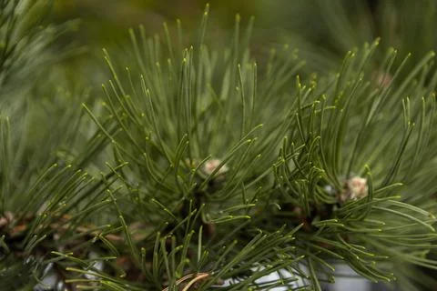 Close up view of pine needles and branches in a natural setting showing fin.. Stock Photos