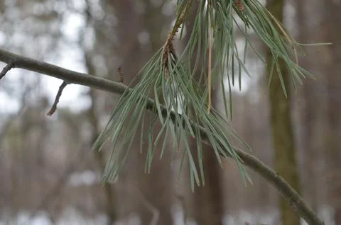 Close-up view of pine needles on a branch amidst a tranquil winter forest Stock Photos