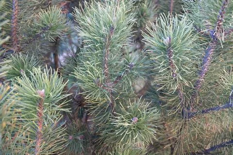 Close-up view of pine needles with a fresh appearance, showing the vibrant green 스톡 사진