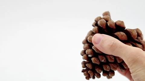 Close up view of a pine nut cone Stock Footage 320432128