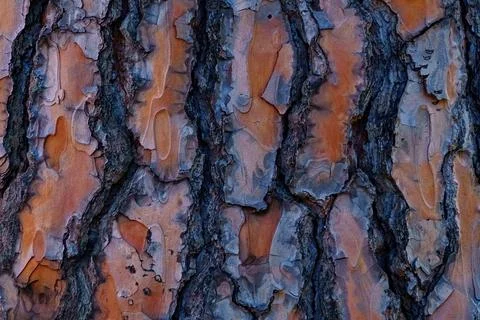 Close up view of pine tree bark texture and background. Stock Photos